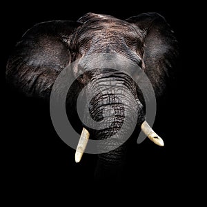 African Elephant Portrait