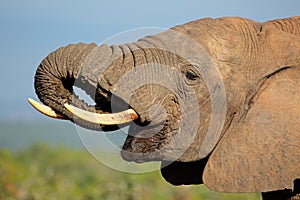 African elephant portrait