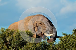 African elephant portrait