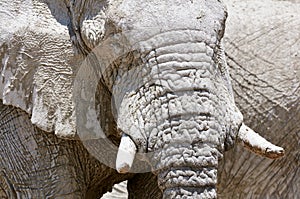 African elephant portrait