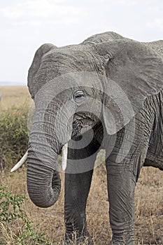 African elephant portrait