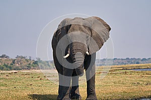 African elephant portrait in Chobe park safari, Zimbabwe, Africa