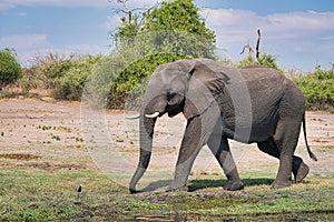 African elephant portrait in Chobe park safari, Zimbabwe, Africa