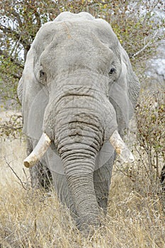 African Elephant portrait, close-up