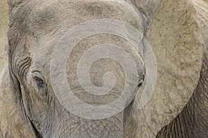 African Elephant  portrait close up