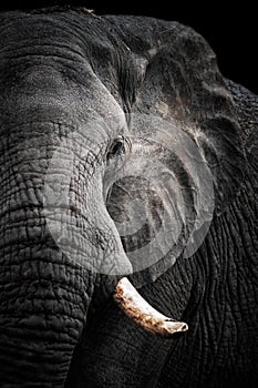 African Elephant Portrait photo