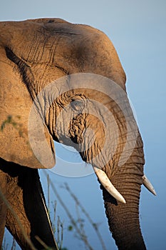 African elephant portrait - Kruger National Park