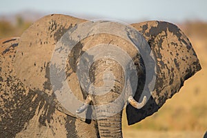 African elephant portrait (Loxodonta africana), Kruger Park, South Africa