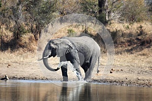 African Elephant