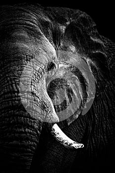 African Elephant Portrait monochrome