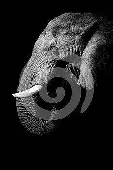 African Elephant Portrait monochrome