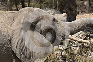 African elephant portrait in a natural park and animal reserve, located in the Sierra de Aitana, Alicante, Spain