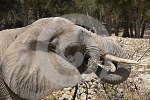 African elephant portrait in a natural park and animal reserve, located in the Sierra de Aitana, Alicante, Spain