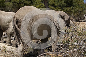 African elephant portrait in a natural park and animal reserve, located in the Sierra de Aitana, Alicante, Spain