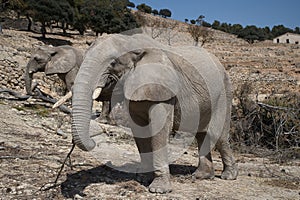 African elephant portrait in a natural park and animal reserve, located in the Sierra de Aitana, Alicante, Spain