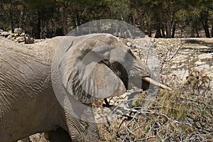 African elephant portrait in a natural park and animal reserve, located in the Sierra de Aitana, Alicante, Spain