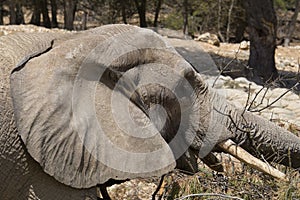 African elephant portrait in a natural park and animal reserve, located in the Sierra de Aitana, Alicante, Spain