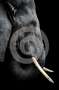 African Elephant Portrait