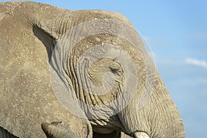 African elephant portrait, side view