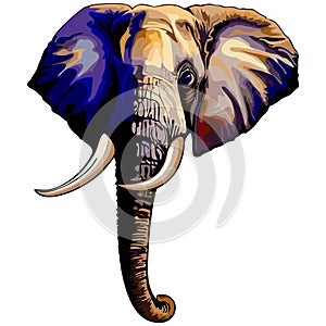 African Elephant Portrait Vector Illustration isolated on white