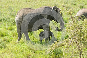 African Elephant potecting her young