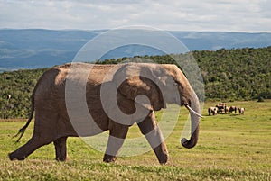 African Elephant profile