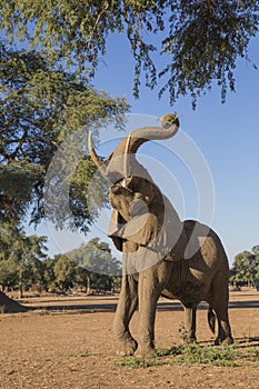 African Elephant pulling down branches