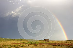 African elephant and rainbow in South Africa