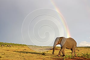 African elephant and rainbow in South Africa