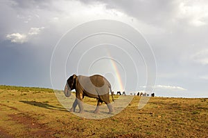 African elephant and rainbow in South Africa