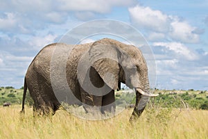 African elephant in the rainy season in South Africa.