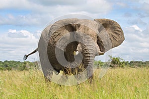 African elephant in the rainy season in South Africa.