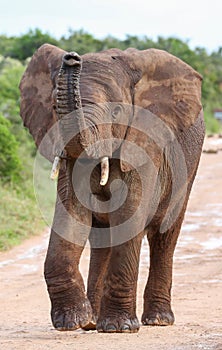 African Elephant with Raised Trunk