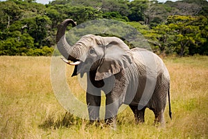 African elephant raises its trunk in majestic display