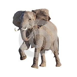 African Elephant Raising Leg Isolated