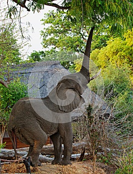 African Elephant reaching up to a tree with trunk extended trying to reach ripe mango fruit