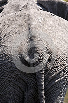 African Elephant Rear end