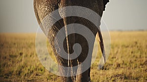 African Elephant Rear End Close Up of Backside from Behind in Masai Mara, Bottom of Large Male Bull
