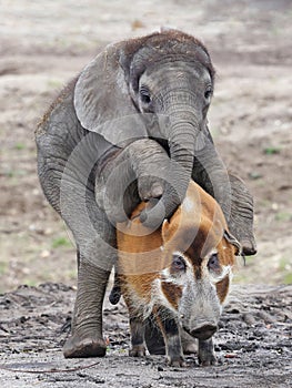 African elephant and red river hog