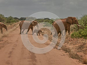 African Elephant in Tsavo East National Park Kenya