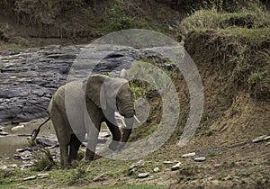 An African elephant in a river channel at Masai Mara, Kenya