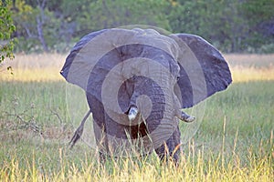 AFRICAN ELEPHANT IN A RIVER VALLEY