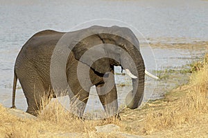 African Elephant on riverbank