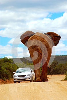 African elephant road traffic