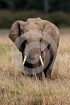 African elephant on safari in the Masai Mara, Kenya