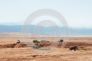 African Elephant and Safari offroad car in golden grass field in Ngorongoro, Serengeti Tanzania Savanna forest