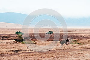 African Elephant and Safari offroad car in golden grass field in Ngorongoro, Serengeti Tanzania Savanna forest