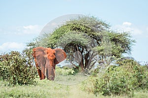 african elephant in the savana, safari in Africa, Kenya, Tanzania Uganda, elephant fighting