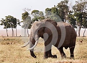 African elephant in Savannah grassland, Masai Mara