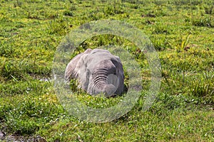 The African elephant is saved from the heat in the swamp. Amboseli, Kenya